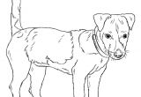 Coloriage De Chien Jack Russel Jack Russell Terrier Coloring Page