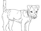 Coloriage De Chien Jack Russel Jack Russell Terrier Coloring Page