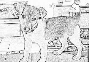 Coloriage De Chien Jack Russel Ment Dessiner Un Jack Russel
