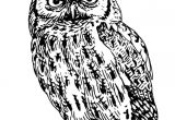 Coloriage De Chouette Effraie 42 Dessins De Coloriage Chouette   Imprimer