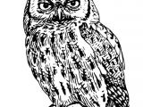 Coloriage De Chouette Effraie 42 Dessins De Coloriage Chouette   Imprimer