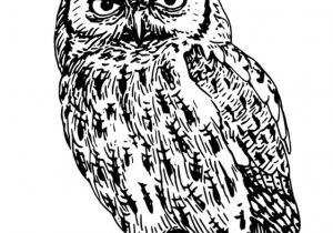 Coloriage De Chouette Effraie 42 Dessins De Coloriage Chouette   Imprimer