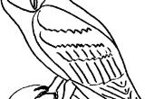 Coloriage De Chouette Effraie Chouette – Jecolore
