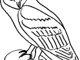 Coloriage De Chouette Effraie Chouette – Jecolore