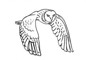 Coloriage De Chouette Effraie Chouette – Jecolore