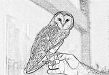Coloriage De Chouette Effraie Dessin De Chouette Imprimer Elegant Dessin De Chouette Imprimer