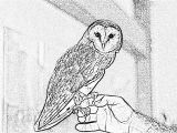 Coloriage De Chouette Effraie Dessin De Chouette Imprimer Elegant Dessin De Chouette Imprimer
