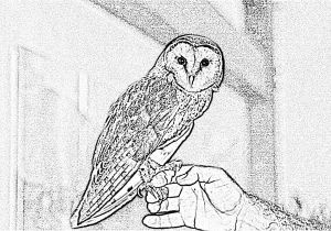 Coloriage De Chouette Effraie Dessin De Chouette Imprimer Elegant Dessin De Chouette Imprimer