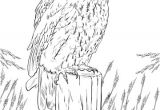 Coloriage De Chouette Hulotte Coloriage Chouette Hulotte