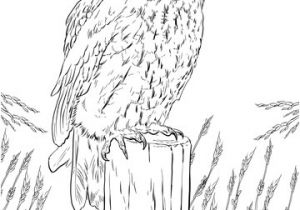 Coloriage De Chouette Hulotte Coloriage Chouette Hulotte
