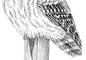 Coloriage De Chouette Hulotte Coloriage Chouette Hulotte