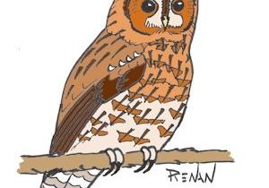 Coloriage De Chouette Hulotte Les Oiseaux En Fiches Coloriages Photos Et Dessins Avec Pouyo