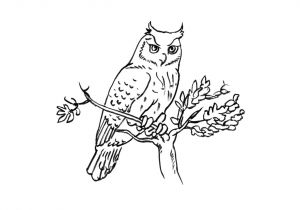 Coloriage De Chouette Rigolote 42 Dessins De Coloriage Chouette   Imprimer