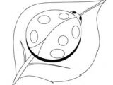 Coloriage De Coccinelle à Imprimer 52 Meilleures Images Du Tableau Coloriages Animaux De La