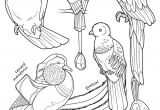 Coloriage De Cygne 110 Best Coloriages D Oiseaux Images On Pinterest