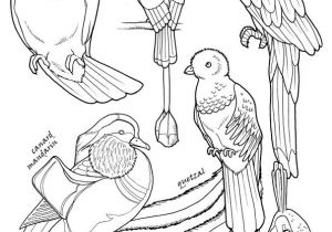 Coloriage De Cygne 110 Best Coloriages D Oiseaux Images On Pinterest