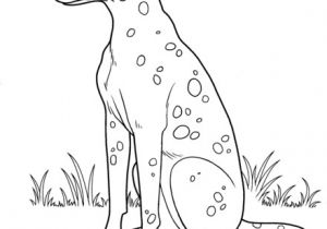 Coloriage De Dalmatien Coloriage Dalmatien