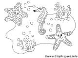 Coloriage De Etoile De Mer 14 De Luxe Coloriage Coquillage Collection