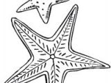 Coloriage De Etoile De Mer â Coloriage Etoile Filante A Imprimer