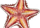 Coloriage De Etoile De Mer Etoile De Mer Starfish Résumé