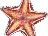 Coloriage De Etoile De Mer Etoile De Mer Starfish Résumé