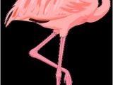 Coloriage De Flamant Rose Résultat De Recherche D Images Pour "flamant Rose Dessin Animé