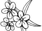 Coloriage De Fleur De Tahiti Coloriage Fleur Tiare Tahiti Dessin Gratuit à Imprimer