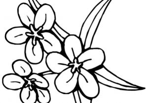 Coloriage De Fleur De Tahiti Coloriage Fleur Tiare Tahiti Dessin Gratuit à Imprimer