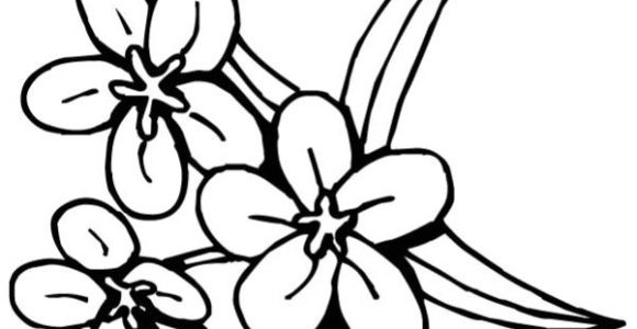 Coloriage De Fleur De Tahiti Coloriage Fleur Tiare Tahiti Dessin Gratuit à Imprimer