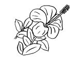 Coloriage De Fleur De Tahiti Fleurs Tahiti Dessin