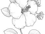 Coloriage De Fleur De Tahiti Fleurs Tahiti Dessin