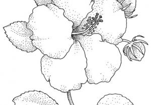 Coloriage De Fleur De Tahiti Fleurs Tahiti Dessin