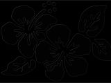 Coloriage De Fleur De Tahiti Fleurs Tahiti Dessin
