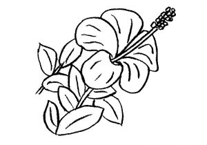 Coloriage De Fleur De Tahiti Fleurs Tahiti Dessin