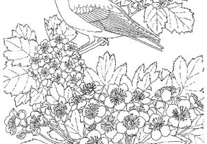 Coloriage De Fleurs à Imprimer Gratuit Dessins Gratuits   Colorier Coloriage Pour Adultes   Imprimer
