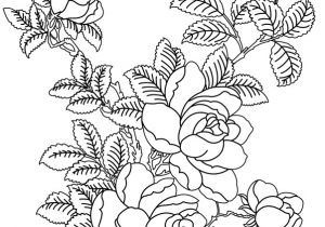 Coloriage De Fleurs De Rose Coloriage Un Bouquet De Roses Dory Coloriages