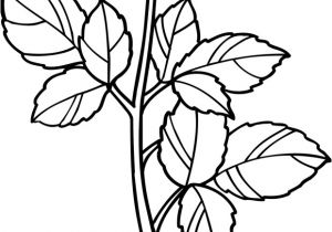 Coloriage De Fleurs De Rose Coloriage Une Rose Dory Coloriages