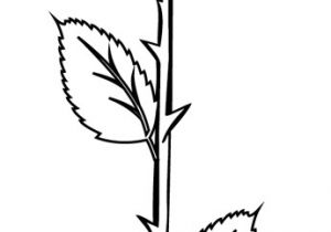 Coloriage De Fleurs De Rose Coloriage Une Rose Dory Coloriages