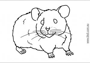 Coloriage De Hamster A Imprimer Dessin Hamster A Imprimer Colorier