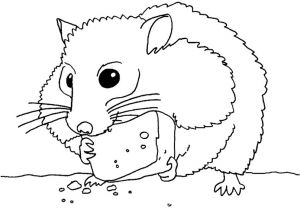 Coloriage De Hamster A Imprimer Dessins De Hamster   Colorier