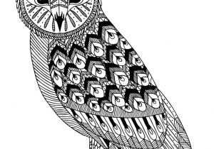 Coloriage De Hiboux A Imprimer Chouette Hibou Coloriage A Colorier Pour Adulte
