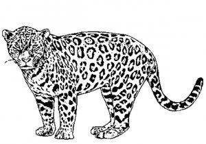 Coloriage De Jaguar A Imprimer Dessin Jaguar Facile