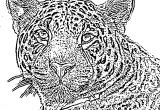 Coloriage De Jaguar A Imprimer Dessin Jaguar Facile