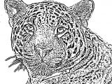 Coloriage De Jaguar A Imprimer Dessin Jaguar Facile