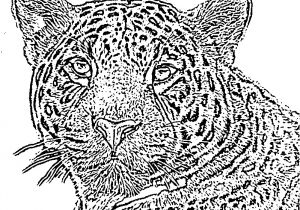Coloriage De Jaguar A Imprimer Dessin Jaguar Facile