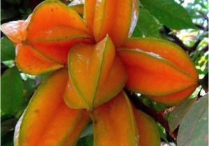 Coloriage De La Martinique Carambolo Star Fruits Martinique