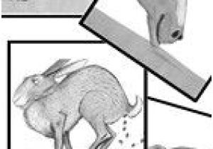 Coloriage De La Petite Taupe Qui Voulait Savoir La Petite Taupe