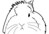 Coloriage De Lapin Belier Dessin D Un Lapin Facile