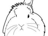 Coloriage De Lapin Belier Dessin D Un Lapin Facile