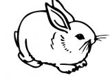 Coloriage De Lapin Calin Coloriage De Lapin Calin Ohbqfo